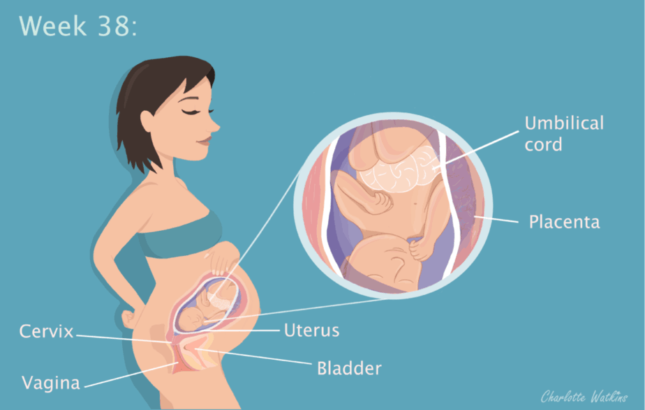38 Weeks Pregnant The Baby S Half Engaged Motherhood Diaries Parenting Magazine Preconception Planning Pregnancy Journal Birth Stories